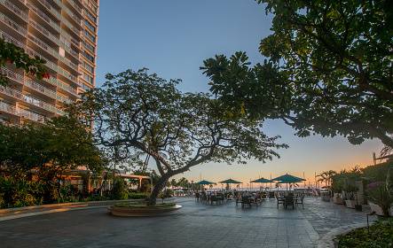 Famous Ilikai Chin Ho Tree                        