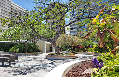 Famous Ilikai Chin Ho Tree